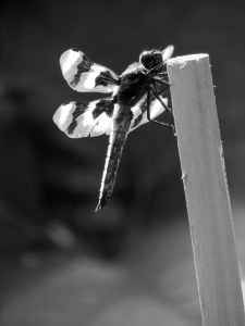 bw dragonfly