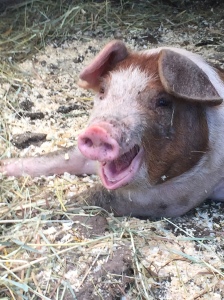 happy pig