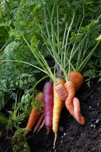 carrots 2